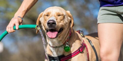 Danger of drought, watch out for the hydration of our four-legged friends