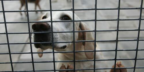 The new kennel in Santa Maria Capua Vetere, in Campania, will be managed by prisoners