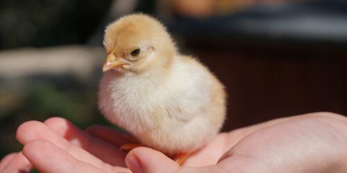 The campaign to stop the slaughter of chicks and ducklings in Europe