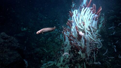 A new ecosystem has been discovered in the depths of the Pacific Ocean