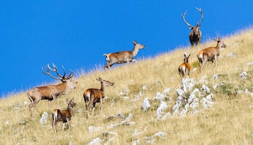 Abruzzo has authorized the killing of almost 500 deer