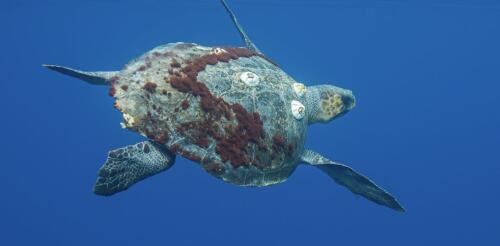 Olive ridley sea turtles are constantly on the move, so protective zones should follow them