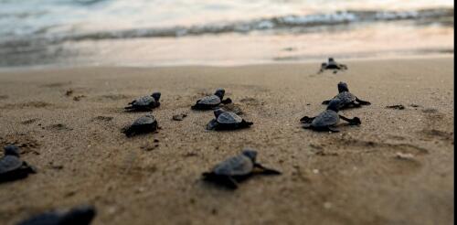 To help protect newly hatched baby sea turtles, we designed a tool for sensing activity inside their nests