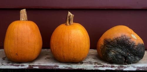 How to keep your ’-lantern from turning into moldy, maggoty mush before Halloween