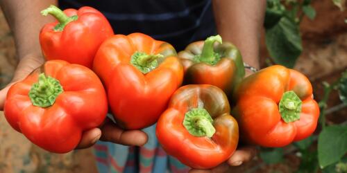 Peppers, characteristics, digestibility and use in cooking