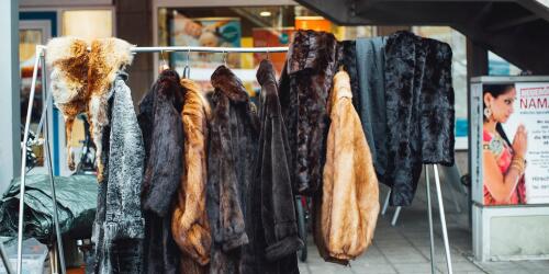 Boris Johnson could ban the sale of animal fur in the UK