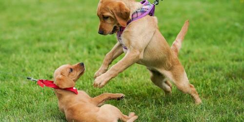 In New York it will be forbidden to buy dogs and cats in pet stores