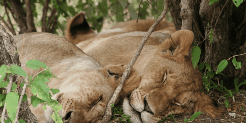 In the animal world, sleep is a collective phenomenon