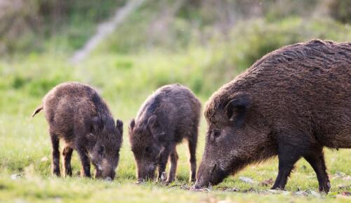 Tuscany, the protest of the associations against the new hunting policies of the Region