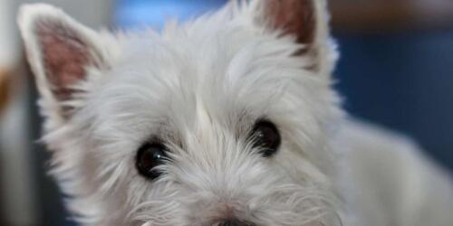 West highland white terrier, the four-legged antidepressant