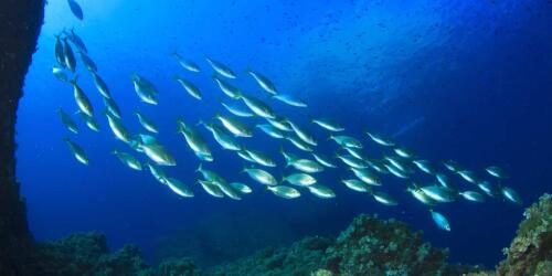 The Azores will establish the largest marine protected area in the North Atlantic