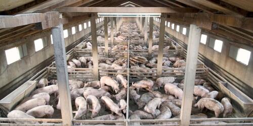 We can ask to stop the mistreatment of pigs, the request to Be Animals at Lidl