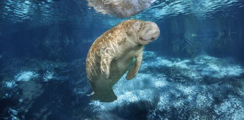 Untreated sewage and fertilizer runoff threaten the Florida manatee’s main food source, contributing to malnutrition