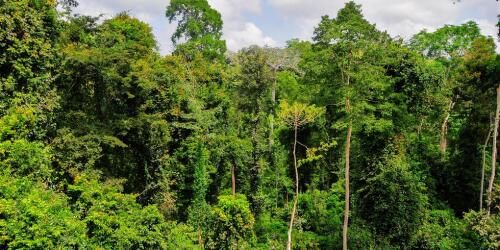 African forests absorb more CO2 than others (including the Amazon)