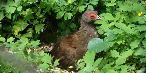 144 bird species have disappeared in the last ten years:citizen science can help find them