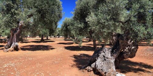 The heat causes olive oil production to drastically drop in Italy