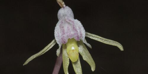 Extremely rare ghost orchid reappears in UK:we hadn't seen one for fifteen years