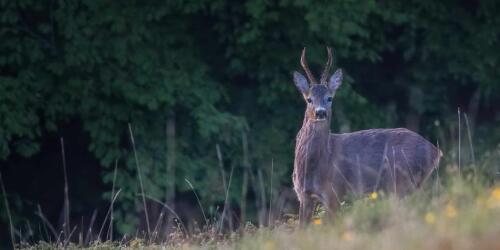 Coexistence between man and nature is the only possible way, and a festival reminds us of this