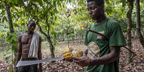 Cocoa, the environmental and social "side effects" of brown gold in Ivory Coast