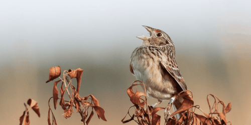 The bet that saved a species of sparrow from extinction