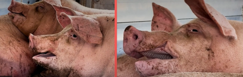 VIDEO | Traveling to the slaughterhouse in extreme heat:the shocking images