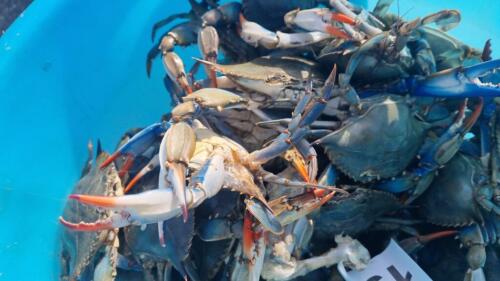 Blue crabs, the one million euro tender is coming to dispose of the unsold ones