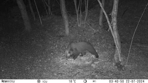 Another bear spotted in the Belluno area:last night on Monte Roncon