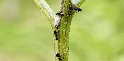 Ferns and flowers bribe helpful ant defenders with nectar, but ferns developed this ability much later – our study shows why