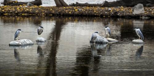 Cities contain pockets of nature – our study shows which species are most tolerant of urbanization