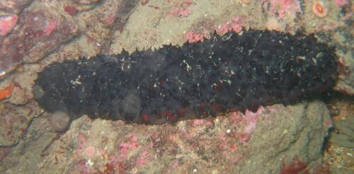 Coral reef recovery could get a boost from an unlikely source: Sea cucumbers, the janitors of the seafloor