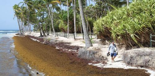 Sargassum is choking the Caribbean’s white sand beaches, fueling an economic and public health crisis