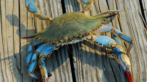 Veneto challenges the blue crab and 'seeds' the true clams:this is how they will return to the lagoons