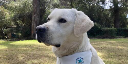 ¿Quiénes son los tartadogs, los perros que nos ayudan a proteger a las tortugas?