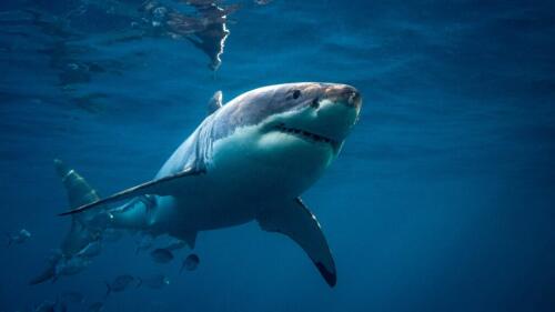 Los 5 tiburones más peligrosos para el ser humano (y algunos también se encuentran en los mares italianos)