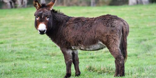 E-jiao, cuál es el remedio chino que está masacrando a los burros en África