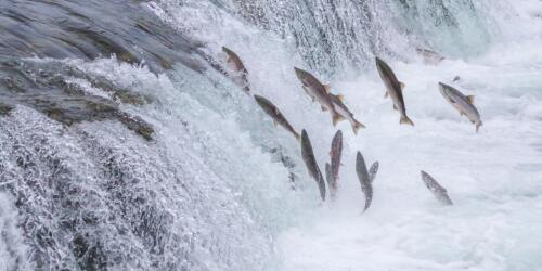 Represas, contaminación, explotación:Los peces migratorios de agua dulce han disminuido un 81 por ciento desde 1970