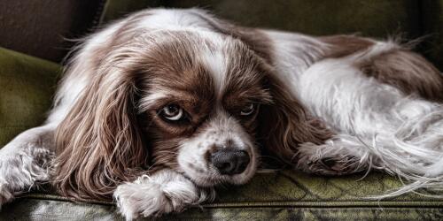 Un perro que vive mucho tiempo se lo debe a muchos factores, estos son los principales