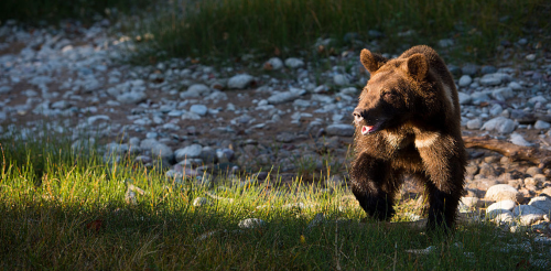 La conservación del oso grizzly tiene que ver tanto con las relaciones humanas como con los animales