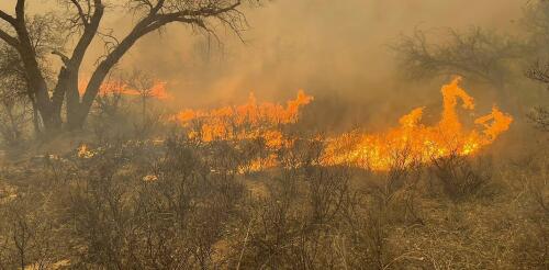 Incendios en Texas:Con más de 1 millón de acres de pastizales quemados, los ganaderos enfrentan dificultades para encontrar y alimentar a sus rebaños.