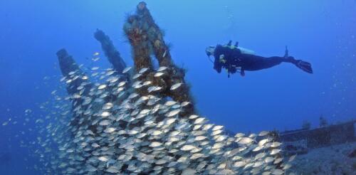 Los naufragios están repletos de vida submarina, desde microbios hasta tiburones