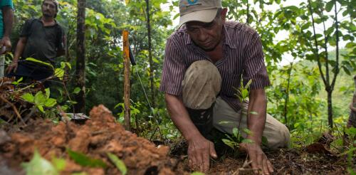 Pagar a las personas para que replanten bosques tropicales (y dejarles cosechar la madera) puede ser beneficioso para el clima, la justicia y el medio ambiente.