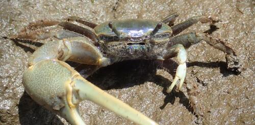 Cómo un migrante climático con una garra de cangrejo gigante está alterando el ecosistema de la Gran Marisma del noreste