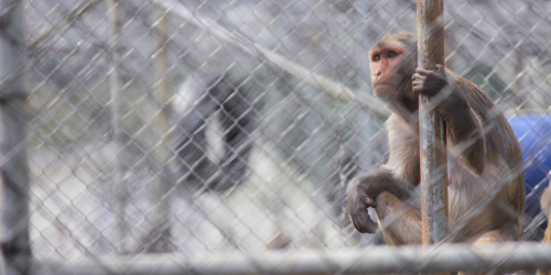 No a la investigación del cerebro de los primates