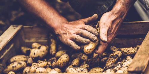 La renta del agricultor, un ensayo para empezar de nuevo desde la agricultura.Incluso a través de biodistritos