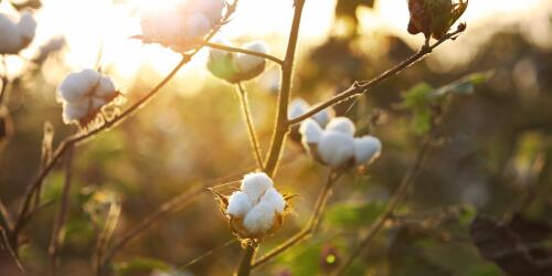 Moda y biodiversidad están más ligadas de lo que parece