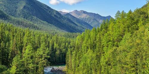 El cambio climático hace que los bosques sean más frágiles:Depende de nosotros protegerlos.