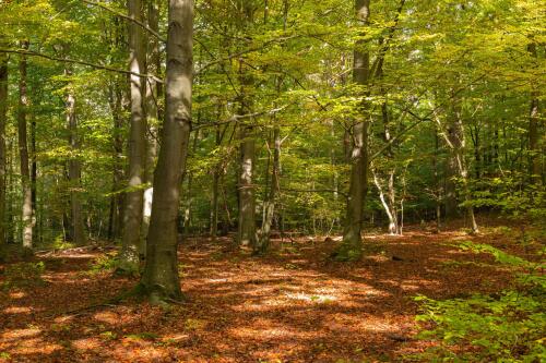 En Italia, la superficie recuperada por los bosques aumenta constantemente