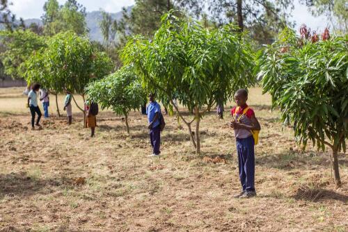 En África, un gran proyecto de reforestación lucha contra la agricultura industrial