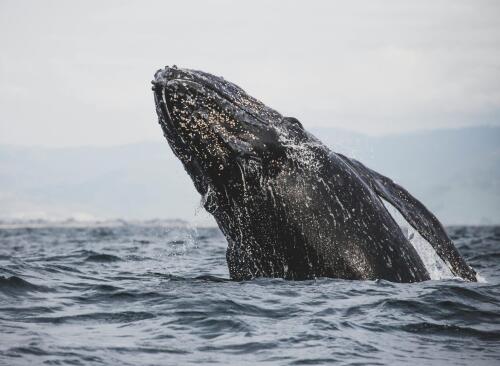 Una ballena que se creía extinta desde hacía dos siglos fue avistada en el Atlántico