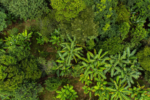 La lucha de los agricultores locales para restaurar el Nilo mediante el cultivo de bosques alimentarios